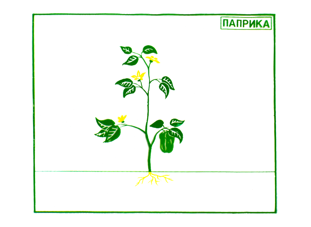 биљка паприке биљка паприке